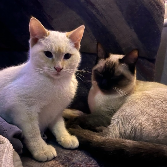 Meet your Posher, Janice - Picture 13 of 16